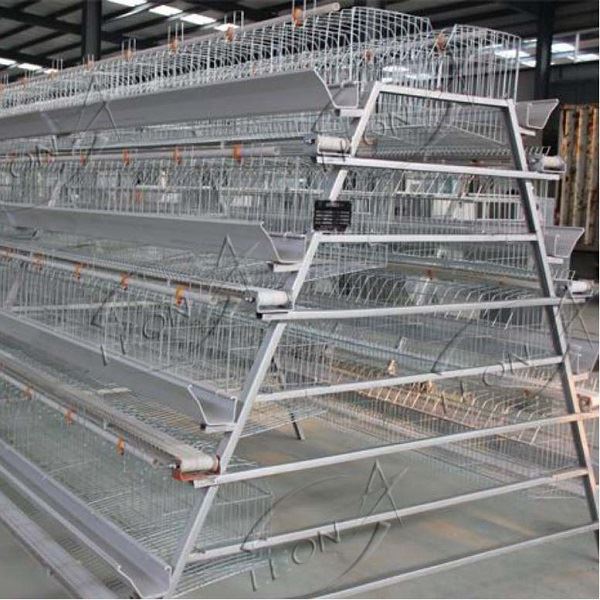 The Latest A Type Layer Breeding Equipment