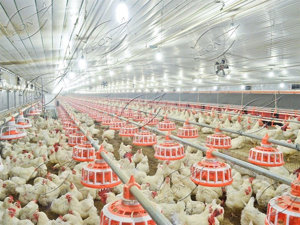 Automatic Breeder Raising System